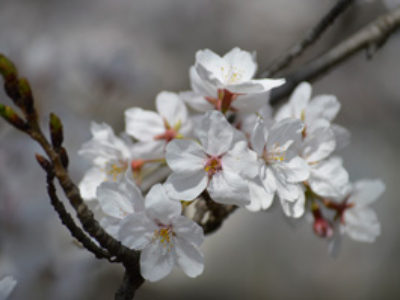3月 京田辺市内の知る人ぞ知る、桜の名所へお花見に！