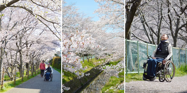2019年4月桜吹雪の中 お花見に行きました Npo法人sap アイ コラボレーション京都